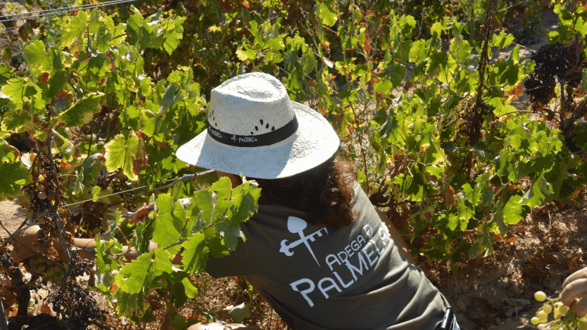 Um dia de vindima? Em setembro, é na Adega de Palmela