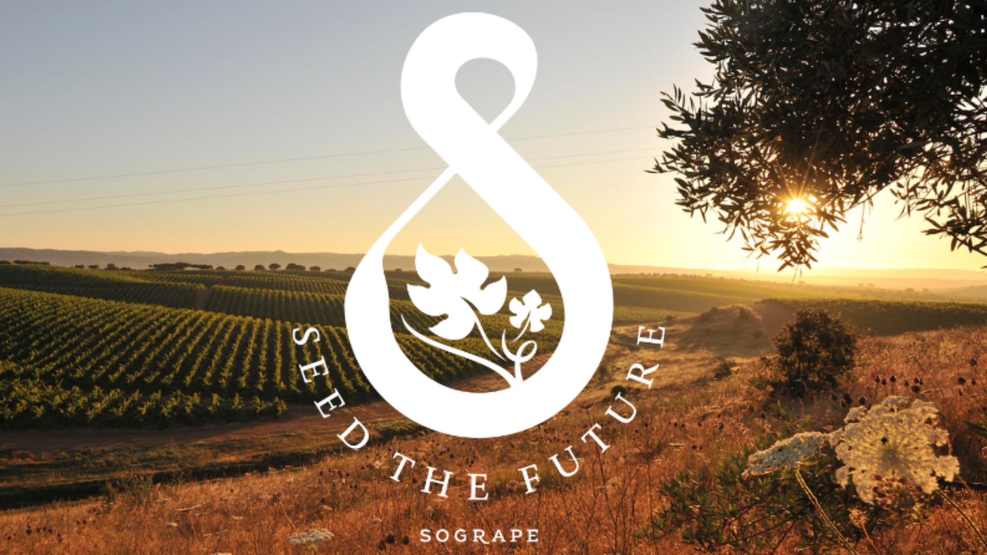 Sogrape publica relatório de sustentabilidade