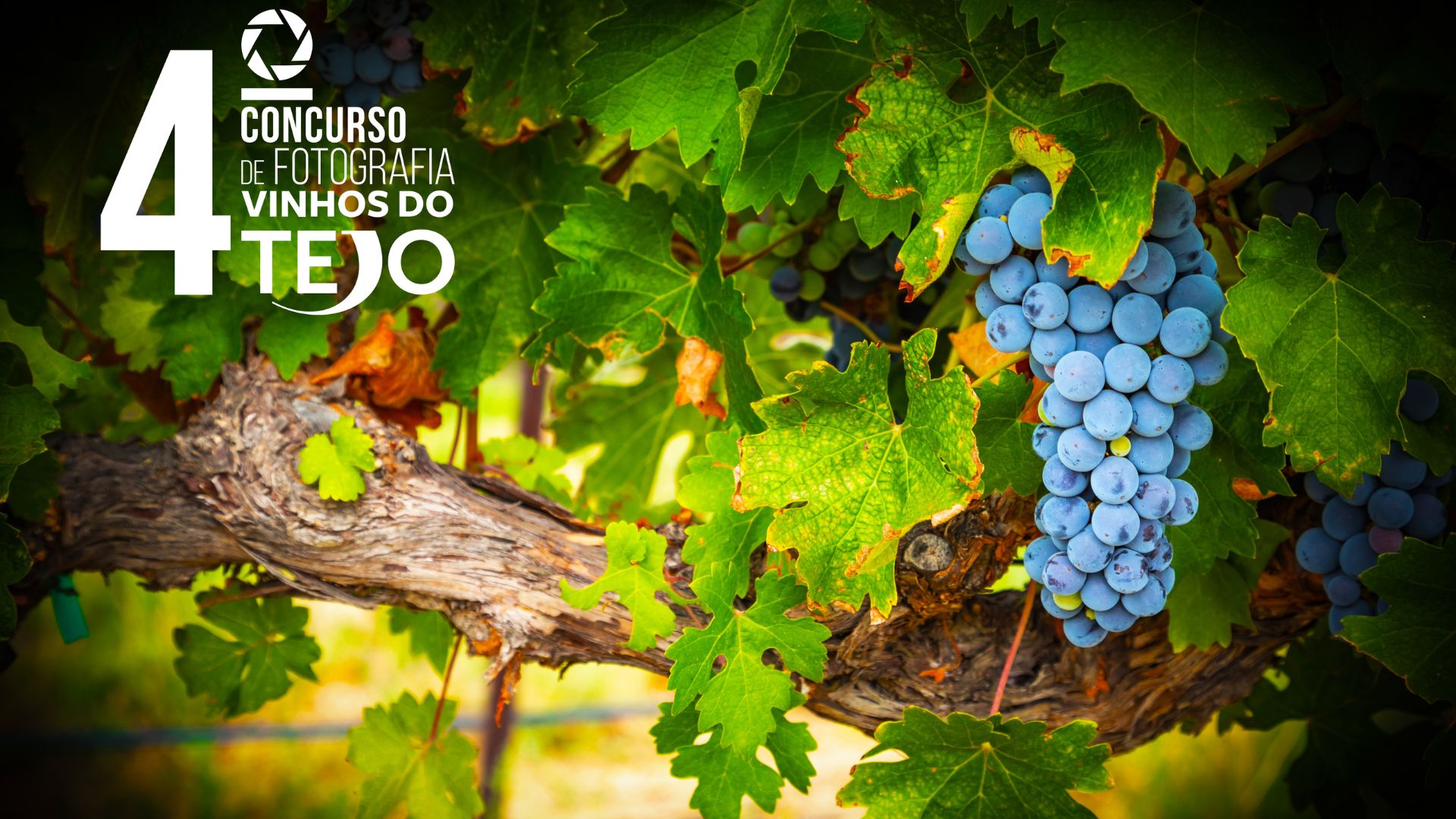 O olhar fotográfico sobre os vinhos e a região do Tejo está a concurso