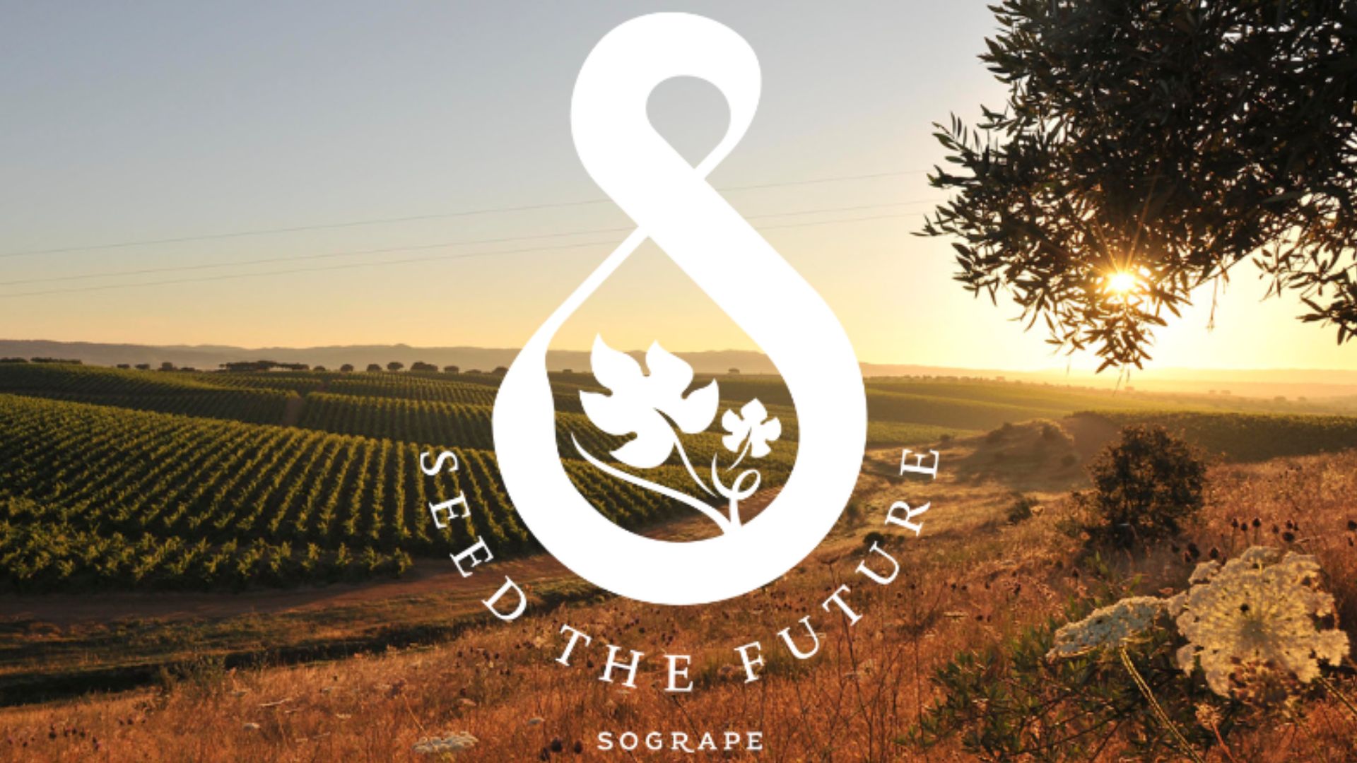 Sogrape reforça compromisso com sustentabilidade